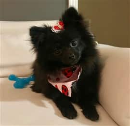 Pomeranian hotsell puppy toys